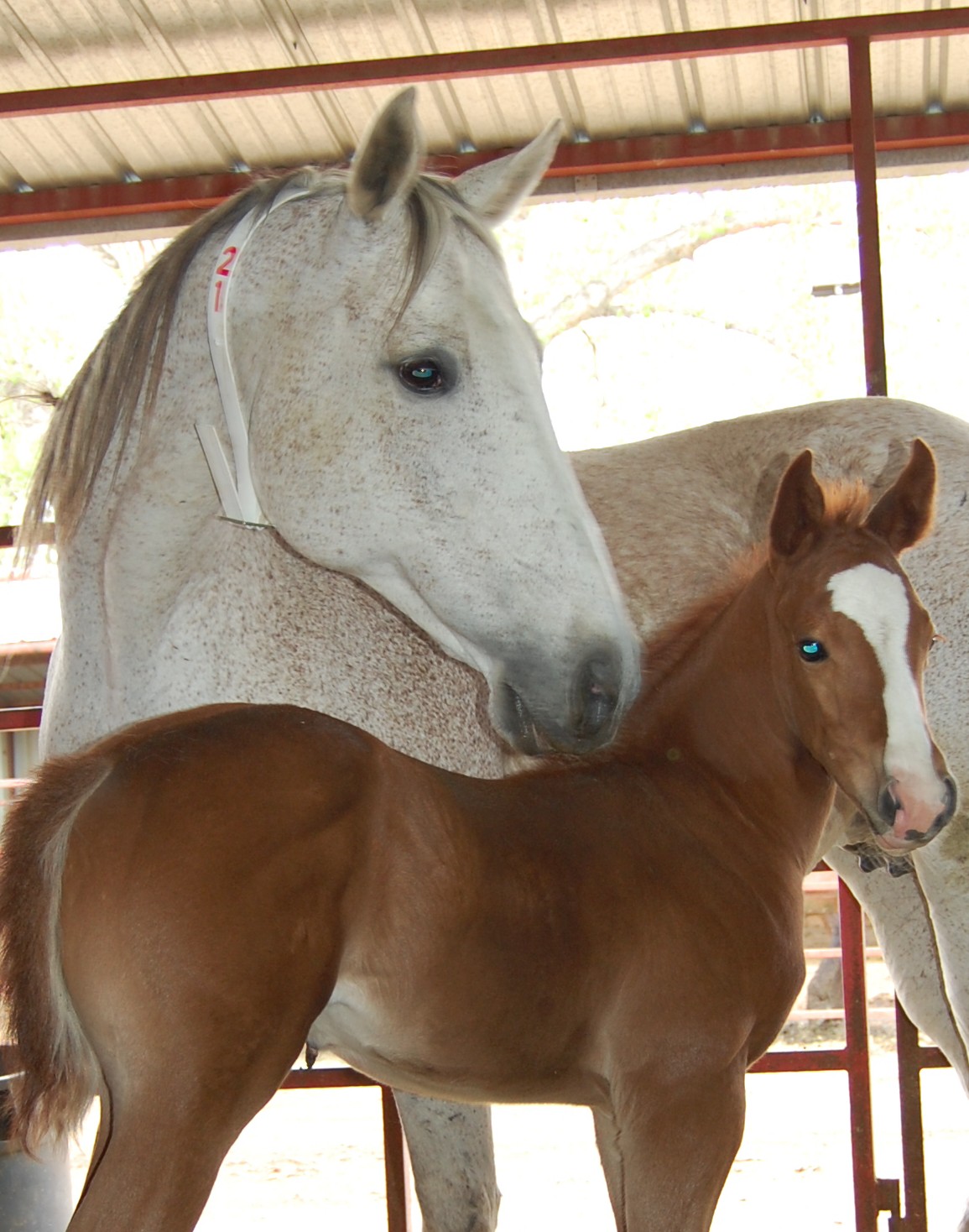 Recipient Mare and Foal